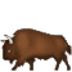 :bison: